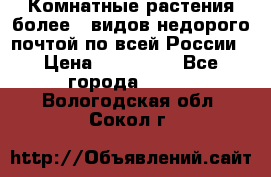 Комнатные растения более200видов недорого почтой по всей России › Цена ­ 100-500 - Все города  »    . Вологодская обл.,Сокол г.